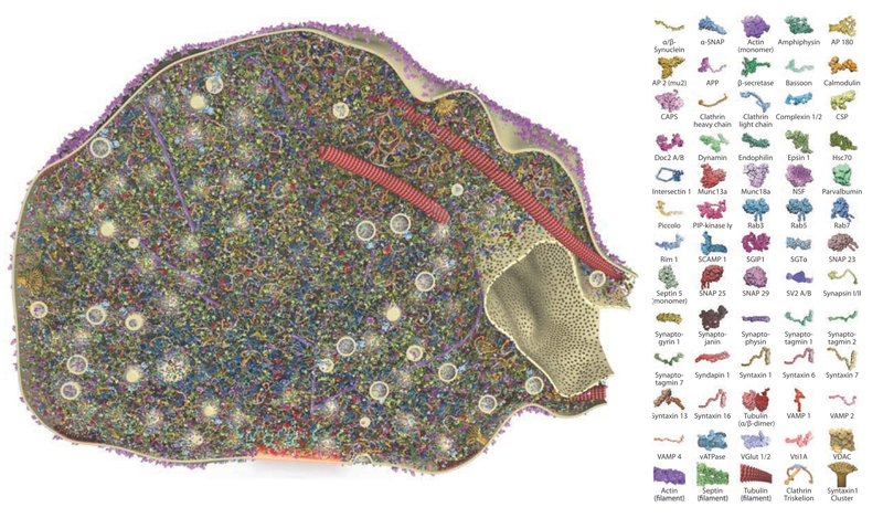 Illustration for article titled New 3D Visualization Of A Synapse Is Both Gorgeous And Weird